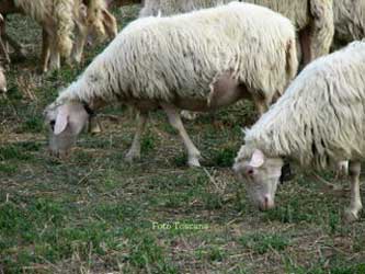 овцы тосканской породы