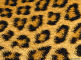 meh-leoparda.gif